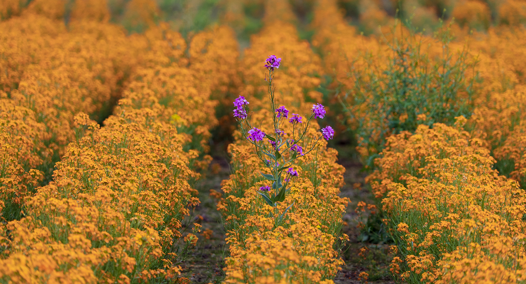 Photo of a field of flowers - by Dan Meyers on Unsplash