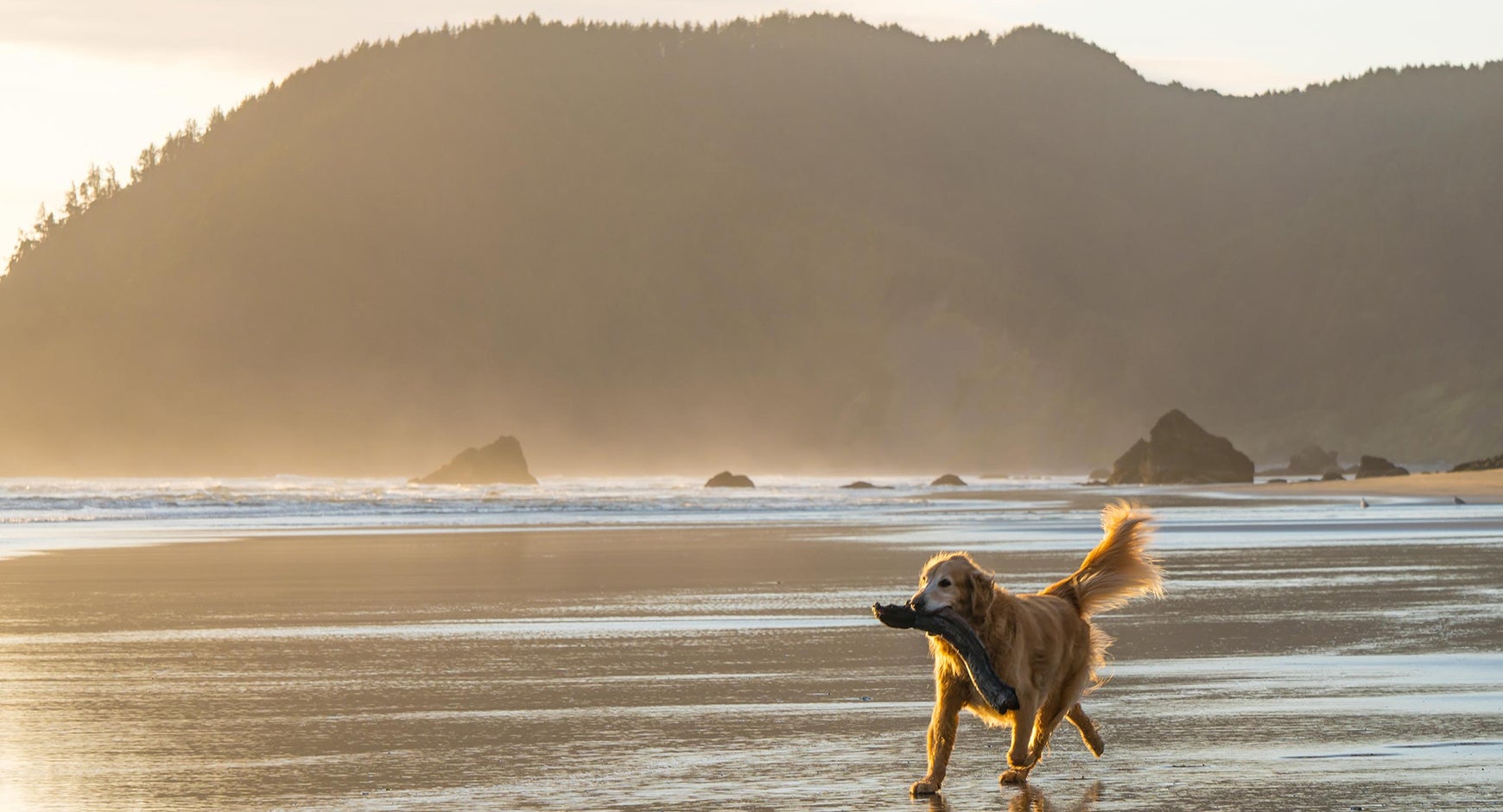 Photo of a golden retriever running along a beach. 